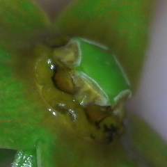 Gonolobus suberosus suberosus