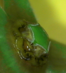 Gonolobus suberosus suberosus