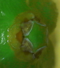 Gonolobus suberosus suberosus