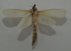 Phragmataecia castaneae