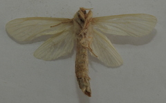 Phragmataecia castaneae