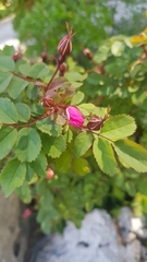 Rosa pendulina