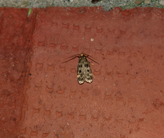 Martyringa latipennis