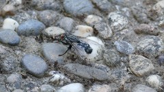 Sarcophagidae