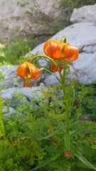 Lilium carniolicum