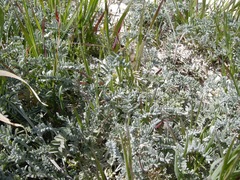 Astragalus miguelensis