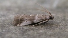 Acrobasis vaccinii