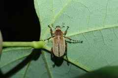 Macrodactylus angustatus