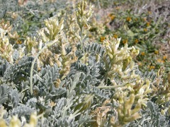 Astragalus miguelensis