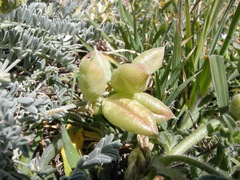 Astragalus miguelensis