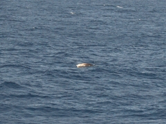 Ziphius cavirostris