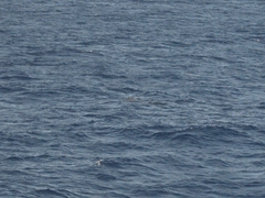 Ziphius cavirostris