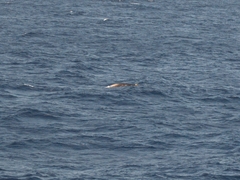 Ziphius cavirostris