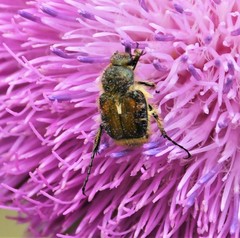 Trichiotinus affinis