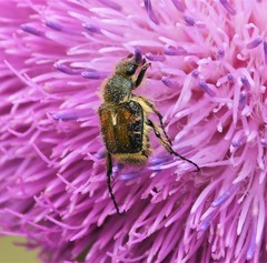 Trichiotinus affinis