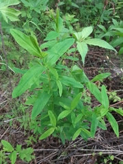 Hypericum ascyron gebleri