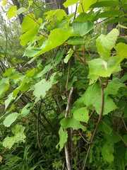 Vitis amurensis