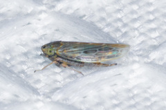 Deltocephalini