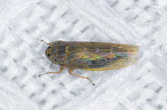 Deltocephalini