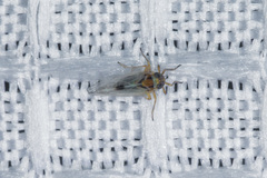Cixioidea