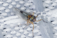 Cixioidea