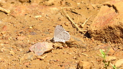 Celastrina humulus