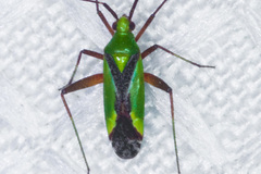 Phytocoris vau