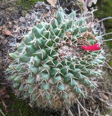 Mammillaria karwinskiana