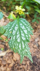 Lamium galeobdolon flavidum