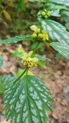 Lamium galeobdolon flavidum