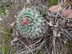 Mammillaria karwinskiana