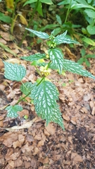 Lamium galeobdolon flavidum