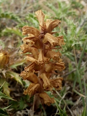 Orobanche balsensis