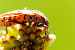 Spilostethus pandurus