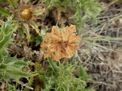 Orobanche balsensis