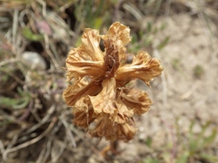 Orobanche balsensis