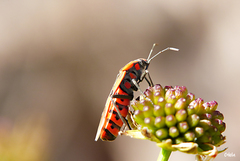 Spilostethus pandurus