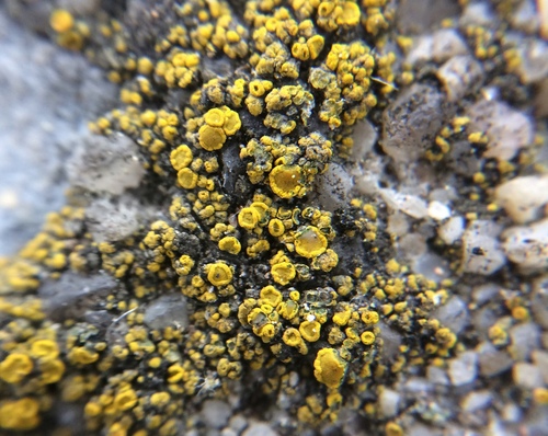 Hidden Goldspeck Lichen (Candelariella aurella)