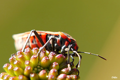 Spilostethus pandurus