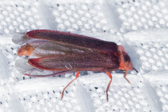 Microphotus angustus