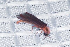Microphotus angustus