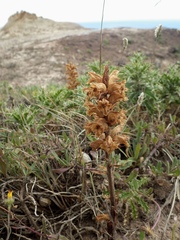 Orobanche balsensis