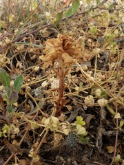 Orobanche balsensis
