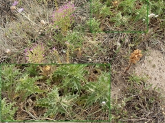 Orobanche balsensis