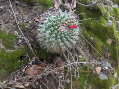Mammillaria karwinskiana