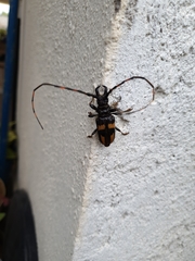 Dendrobias mandibularis