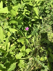 Geranium palustre