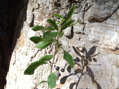 Schinus polygama