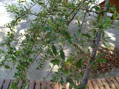 Schinus polygama