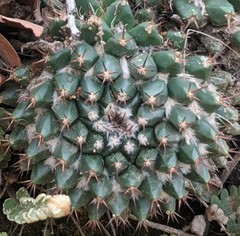 Mammillaria karwinskiana